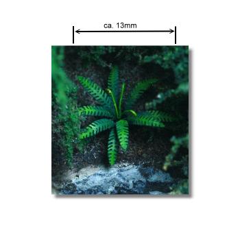 Green-Line: GL-1-72-014 Fern 1:72